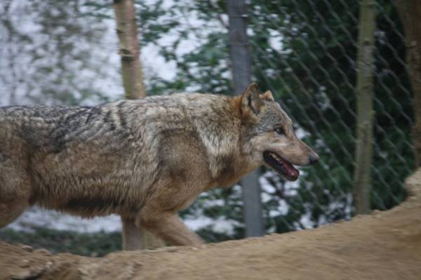 The new wolf, Kera, at Colchester Zoo, on the day she arrived, May 16, 2016 (Photo: Alexander Fiske-Harrison)